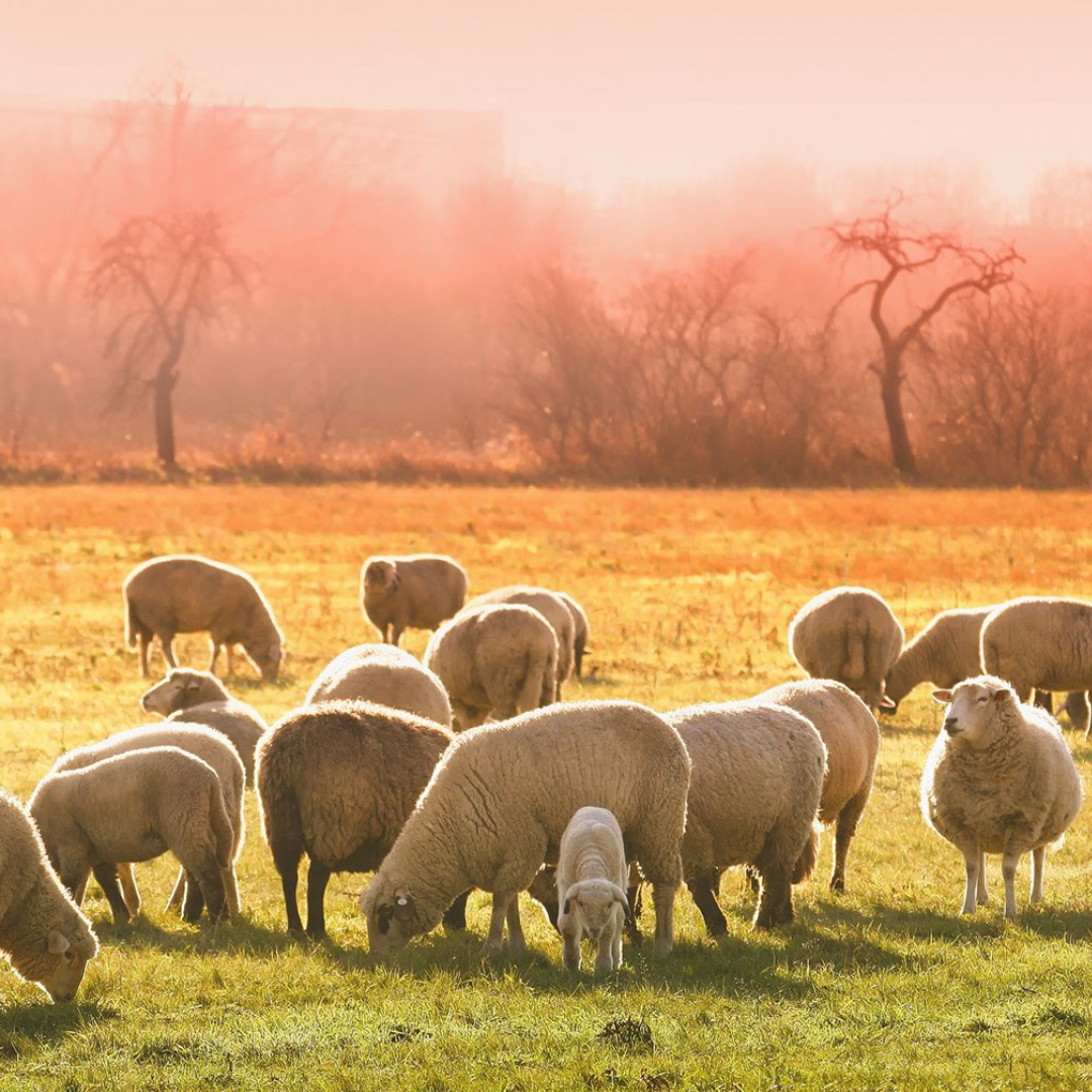 Tierische und pflanzliche Fasern